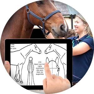 Digitally complete marking chart on your mobile device